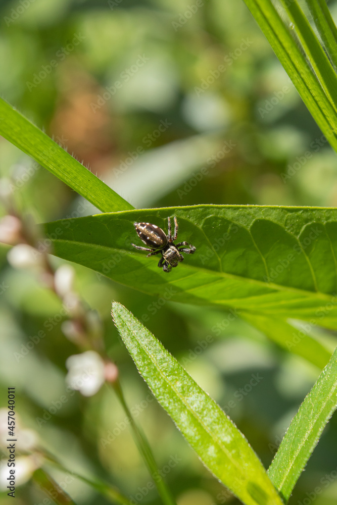 Naklejka premium Spider (Salticidae) on a leaf