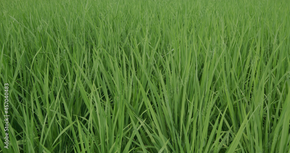 Green rice on the field