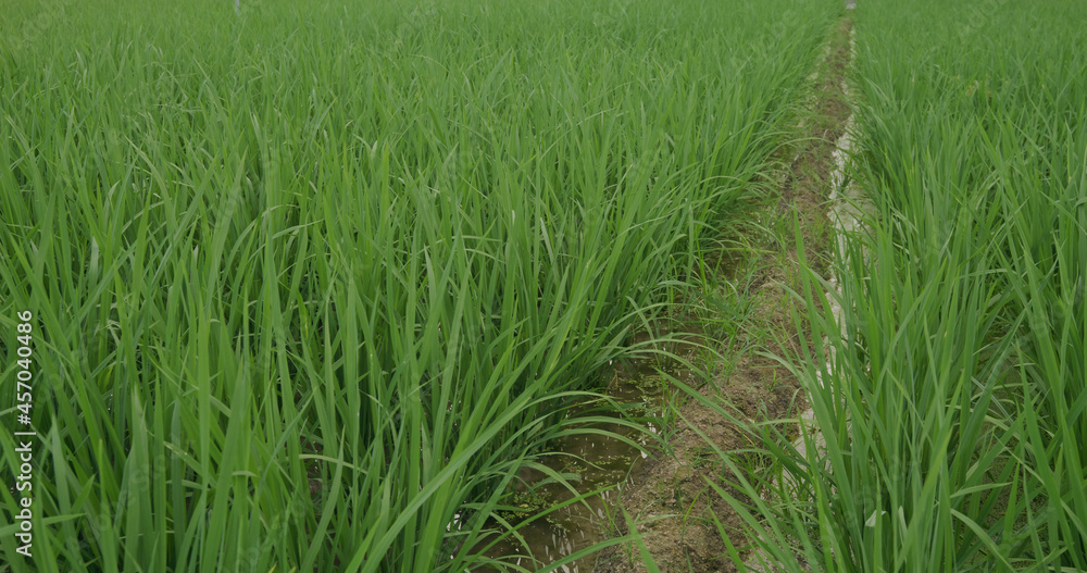 Paddy rice on the field Paddy rice on the field