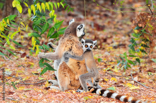 The ring-tailed lemur (Lemur catta) is a large strepsirrhine primate and the most recognized lemur due to its long, black and white ringed tail. 