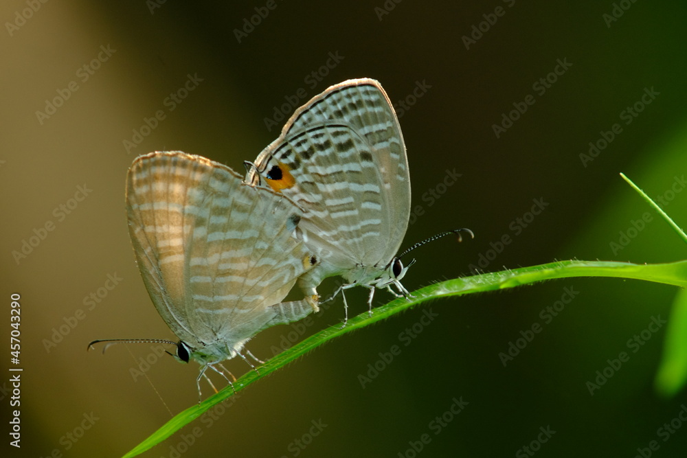 Mating Butterfly
Jamides celeno
Family Lycaenidae Mating Butterfly
Jamides celeno
Family Lycaenidae