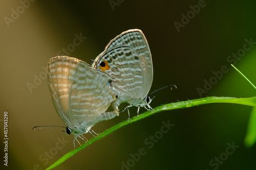 Mating Butterfly
Jamides celeno
Family Lycaenidae photo