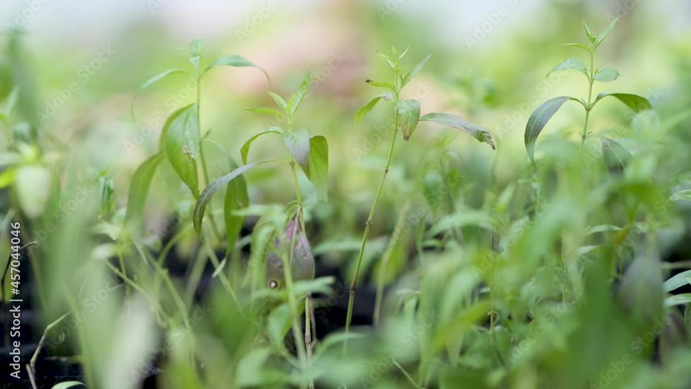 Thai herb paniculata paniculata. Medicines to treat the COVID-19 virus. Thai herb paniculata paniculata. Medicines to treat the COVID-19 virus.