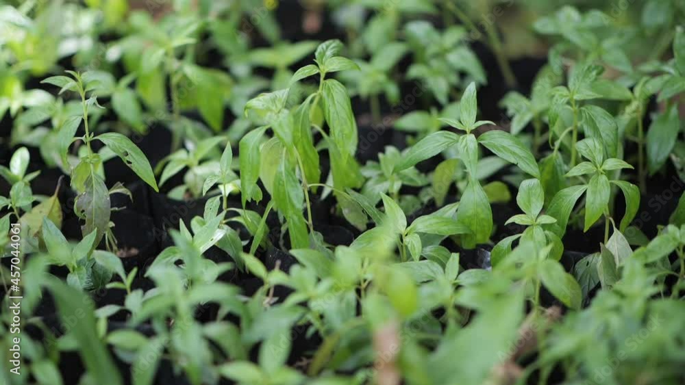 Thai herb paniculata paniculata. Medicines to treat the COVID-19 virus. Thai herb paniculata paniculata. Medicines to treat the COVID-19 virus.
