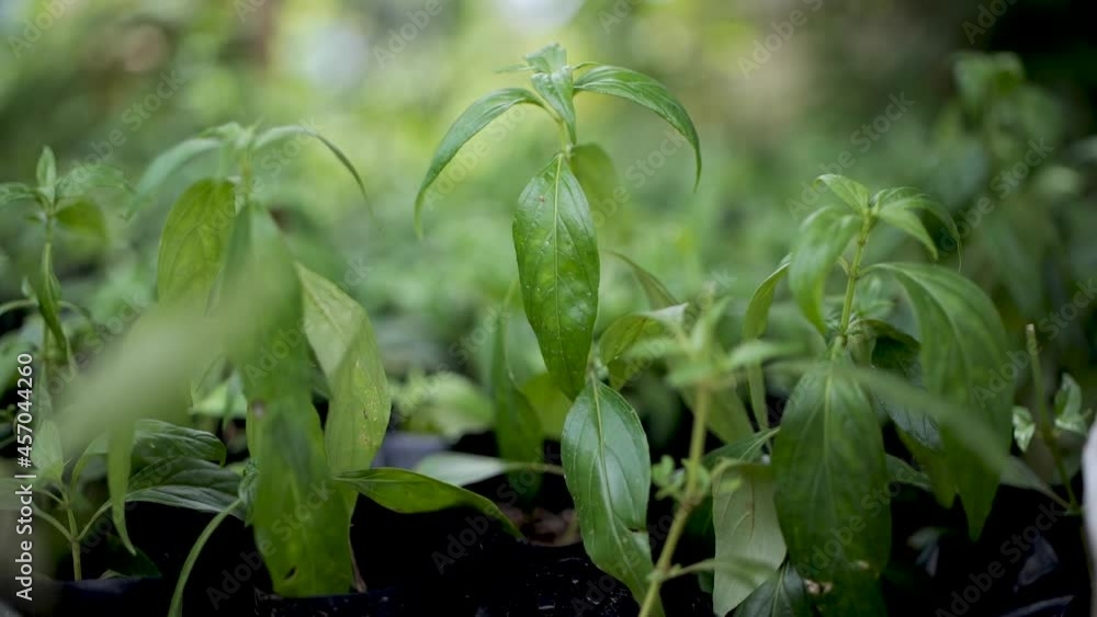 Thai herb paniculata paniculata. Medicines to treat the COVID-19 virus. Thai herb paniculata paniculata. Medicines to treat the COVID-19 virus.