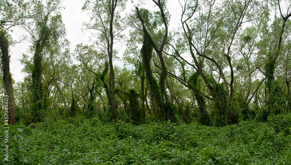 The green forest in a cloudy day. Beautiful trees leaves foliage and texture. The green forest in a cloudy day. Beautiful trees leaves foliage and texture.