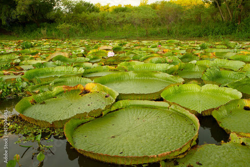 Exotic Aquatic Plants. Giant water lilies, Victoria cruziana, in the river. Big round water nymph leaves floating in the water. © Gonzalo
