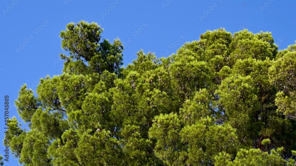 Pine trees by the sea at sunset. Green forest on the coast on hot summer day. Pine trees by the sea at sunset. Green forest on the coast on hot summer day.