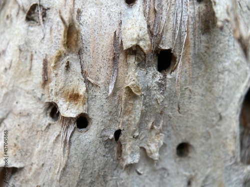 Fine details of aging tree bark.
