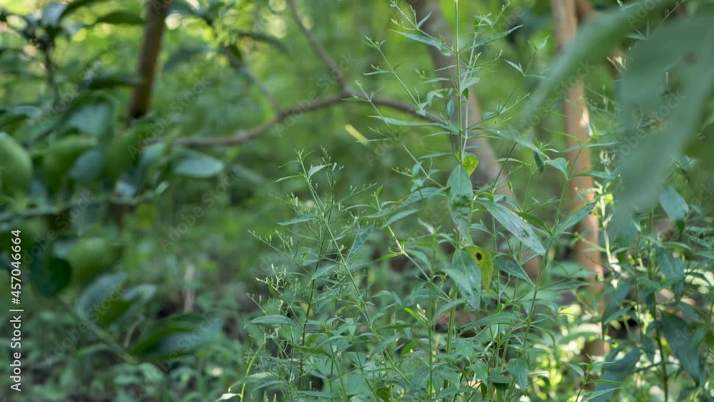 Thai herb paniculata paniculata. Medicines to treat the COVID-19 virus. Thai herb paniculata paniculata. Medicines to treat the COVID-19 virus.