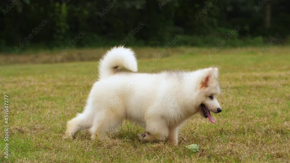 Four Lovely Alaskan malamute puppy dog outdoor playing on the grassland. slow motion 4k. Four Lovely Alaskan malamute puppy dog outdoor playing on the grassland. slow motion 4k.