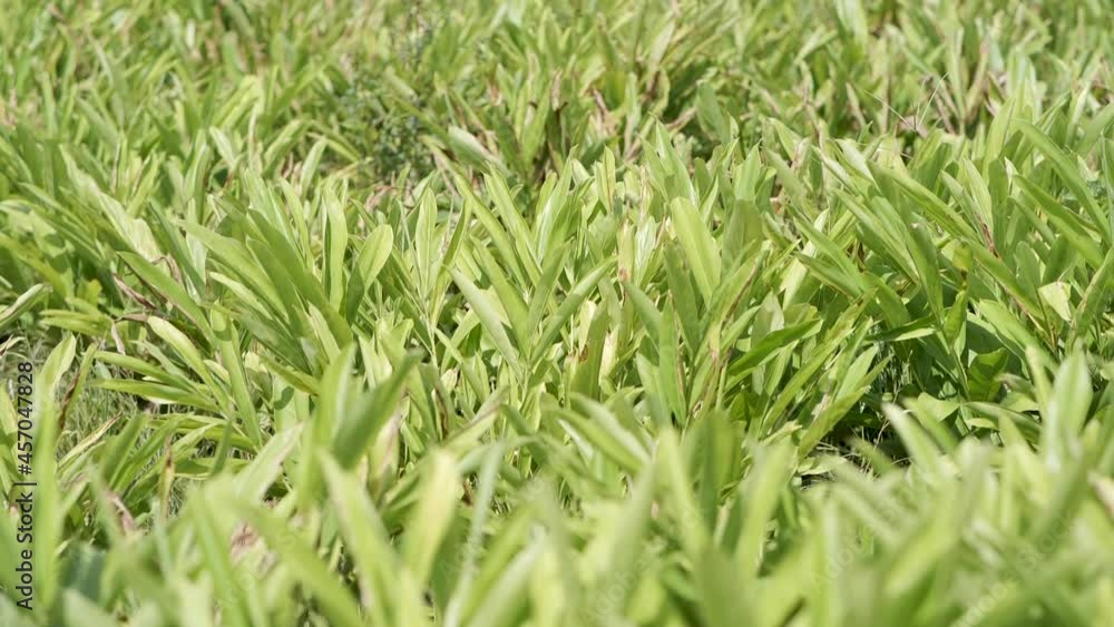 How to grow turmeric, ginger, galangal in an agricultural plot. How to grow turmeric, ginger, galangal in an agricultural plot.