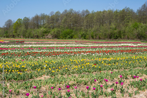 Wallpaper Mural field of tulips Torontodigital.ca