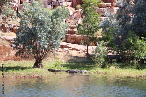 Saltwater Crocodile (Crocodylus porosus) on the banks of the Chamberlain River in the Chamberlain Gorge, El Questro Wilderness Park, East Kimberley, Western Australia. photo