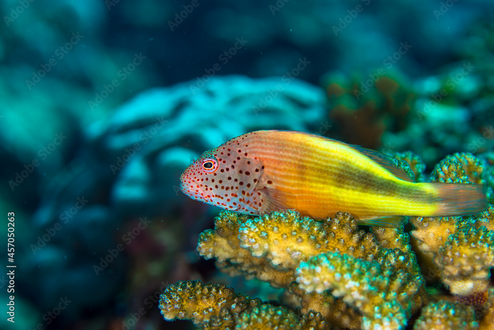 沖縄 久米島 サンゴ礁 ホシゴンベ 旅行 海 魚 ダイビング 沖縄 久米島 サンゴ礁 ホシゴンベ 旅行 海 魚 ダイビング