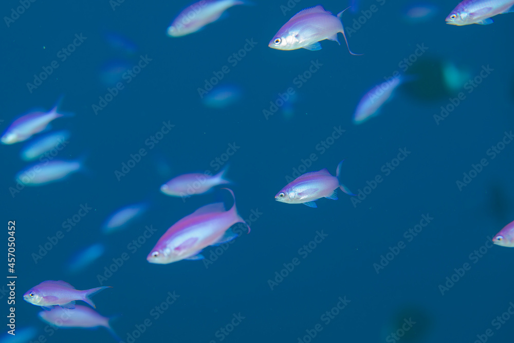 Amethyst anthias Amethyst anthias