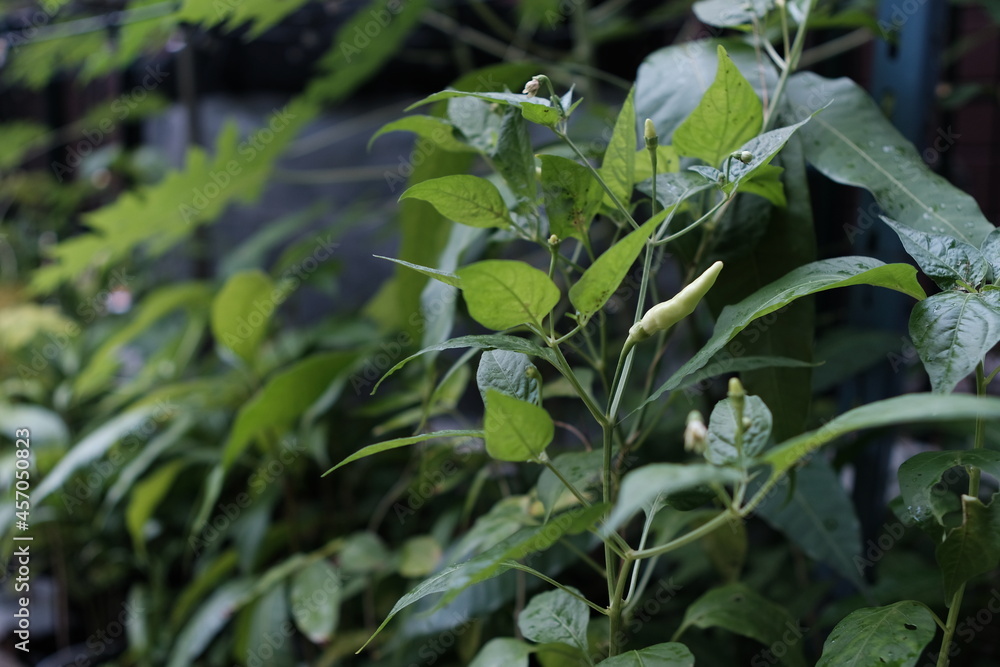 Fresh green chilies without adult dosage and ready to be harvested.