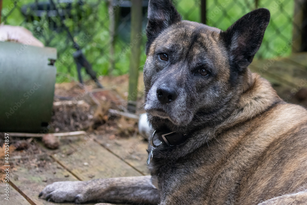 relaxed peaceful large brindle dog laying on deck relaxed peaceful large brindle dog laying on deck