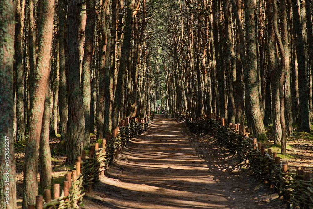 Obraz premium Dancing forest on the Curonian Spit of the Kaliningrad region.