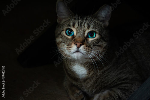 black and white cat with blue eyes