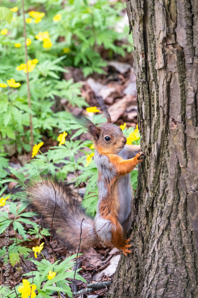 The squirrel sits on a tree trunk in the spring. Eurasian red squirrel The squirrel sits on a tree trunk in the spring. Eurasian red squirrel