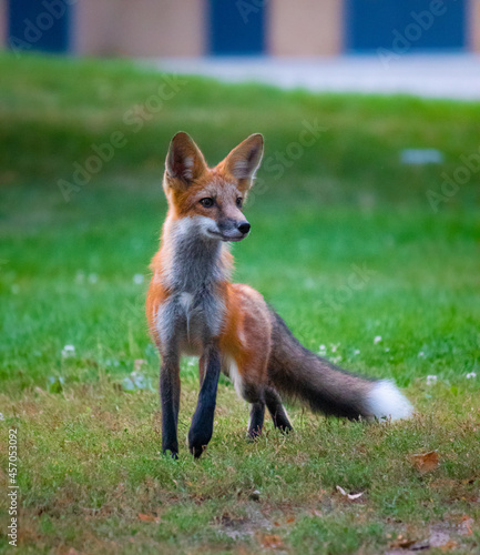 red fox in the grass