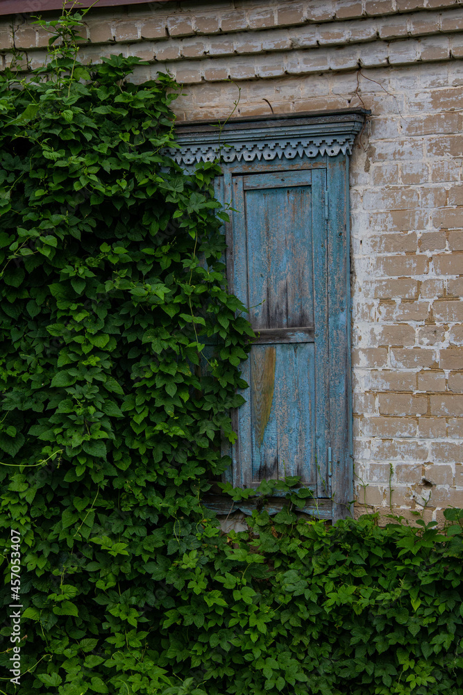 An old wooden window of a rural house is half hidden by green ivy.