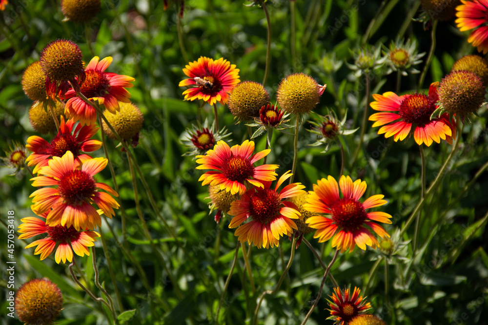 Red and yellow blooming flowers on a background of green stems and grass. Red and yellow blooming flowers on a background of green stems and grass.