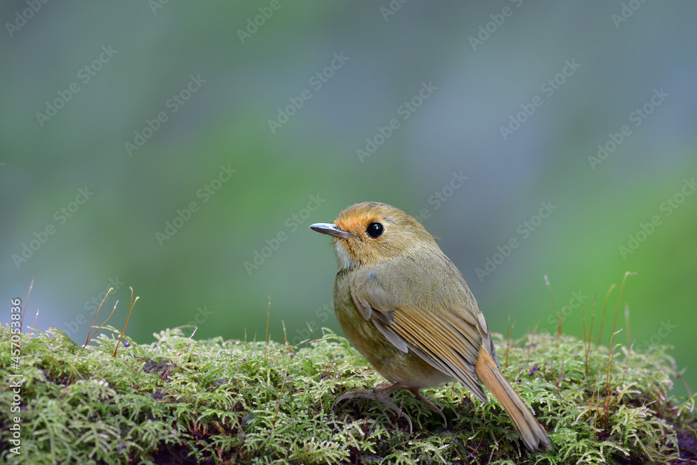 beautiful nature in green and fresh environment, rufous-browed flycatcher lovely tiny brown bird perching on thick mossy beautiful nature in green and fresh environment, rufous-browed flycatcher lovely tiny brown bird perching on thick mossy