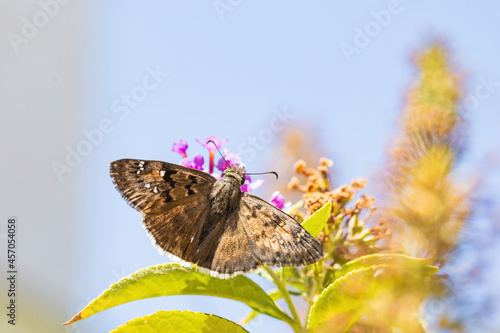 Duskywing Butterfly photo