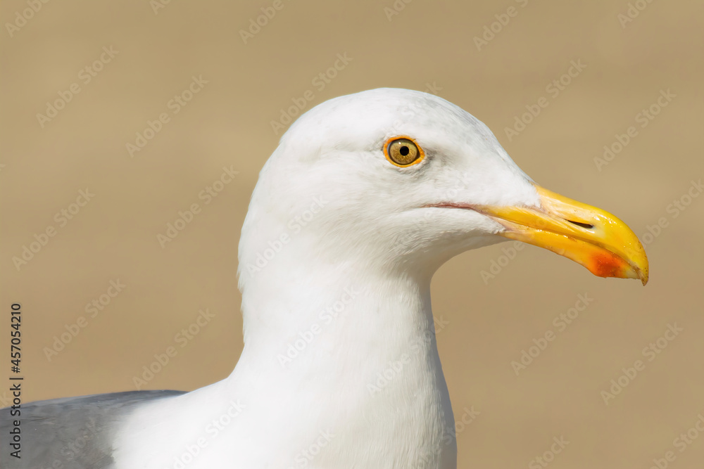 Portrait of a Seagull