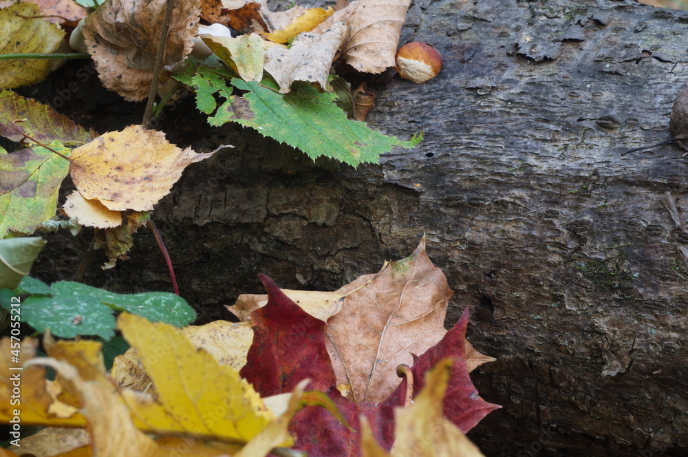 an old tree trunk and colorful leaves an old tree trunk and colorful leaves