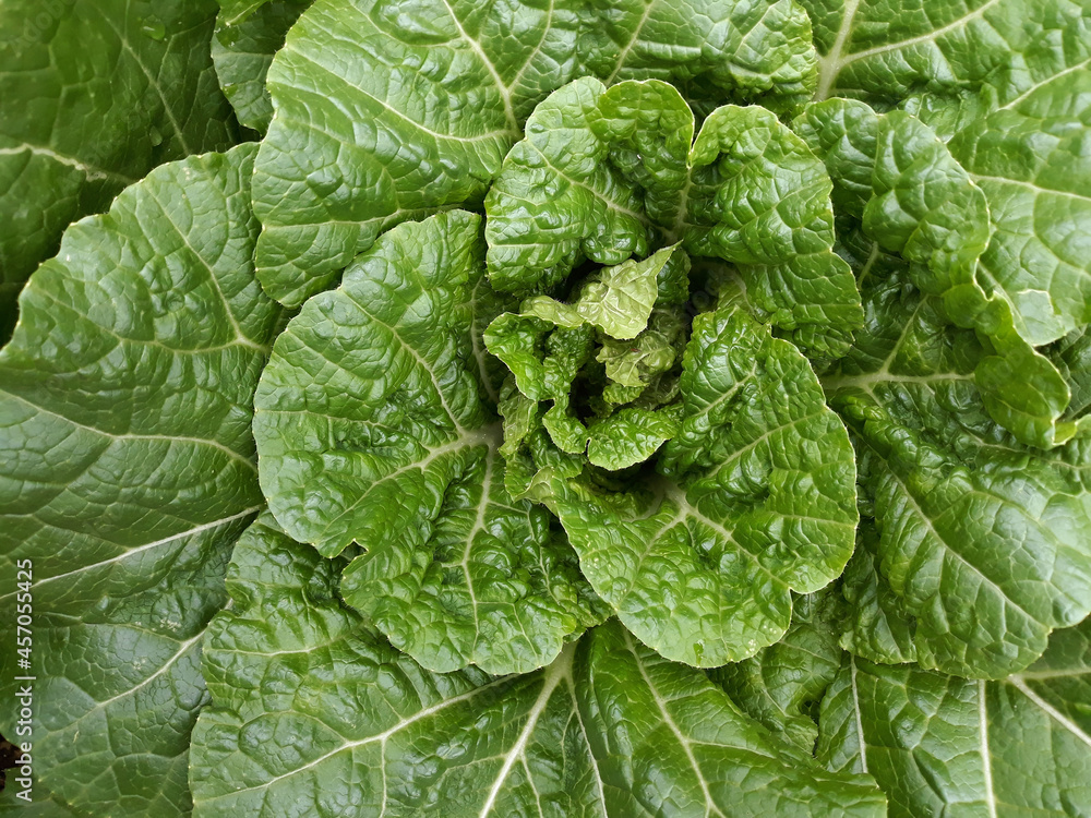 close up of fresh chinese cabbage in the field.