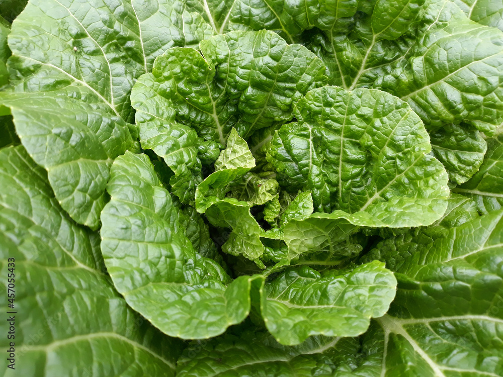 Fototapeta premium close up of fresh cabbage in the field.