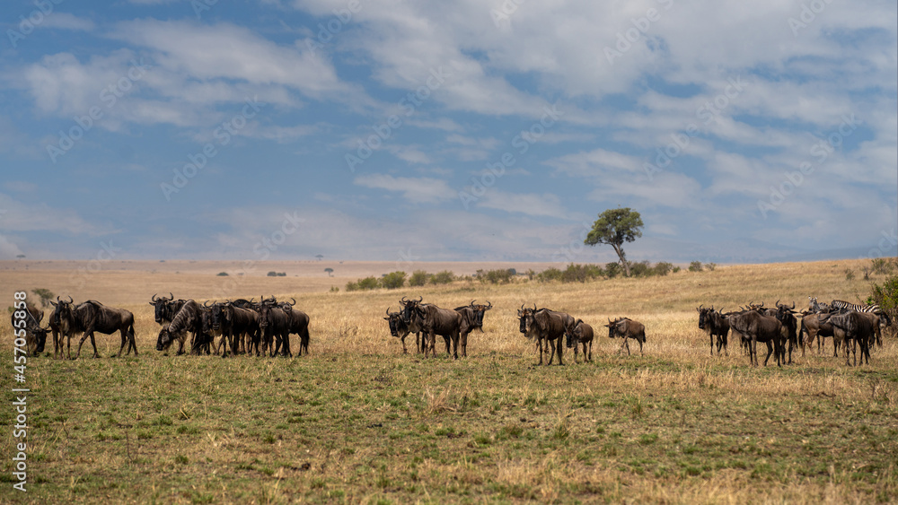 Big herd of wildebeest in the savannah. Great Migration. Kenya. Tanzania. Masai Mara National Park. An excellent illustration. Big herd of wildebeest in the savannah. Great Migration. Kenya. Tanzania. Masai Mara National Park. An excellent illustration.
