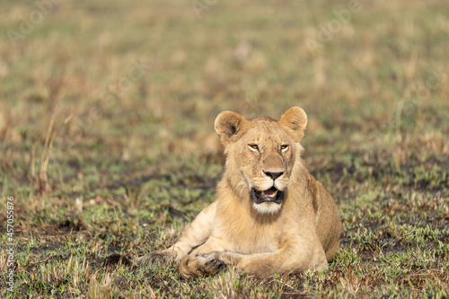Fototapeta Naklejka Na Ścianę i Meble -  Big lion lying on savannah grass. Landscape with characteristic trees on the plain and hills in the background