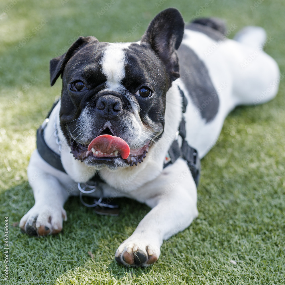 1-Year-Old Black and White Piebald Male Frenchie with One Floppy Ear Lying Down and Panting. Off-leash dog park in Northern California.