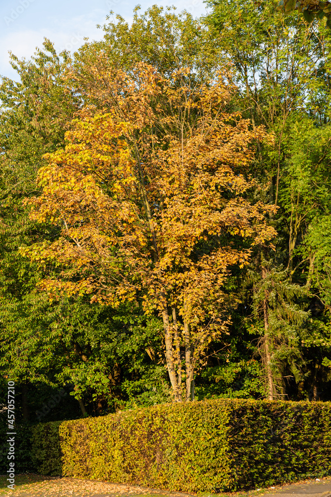 Naklejka premium Green trees and plant fence
