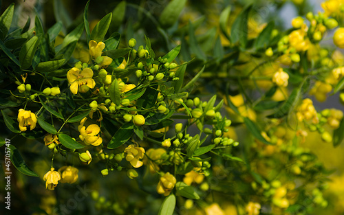 yellow flowers in the garden