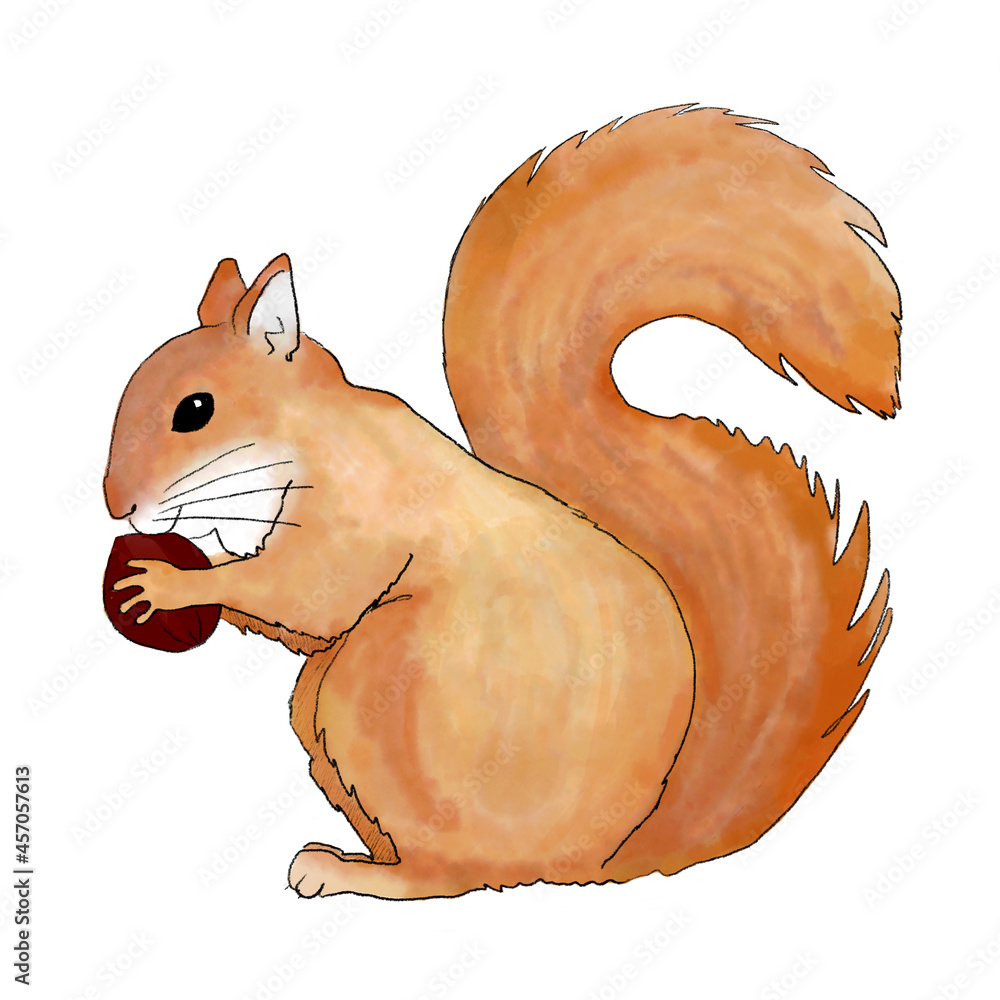 リス イラスト 可愛い Pn by コロコロオデタン on リスの