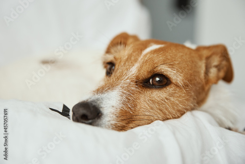 Dog sleeps at bed. Pet resting at home. Jack Russell terrier relaxing