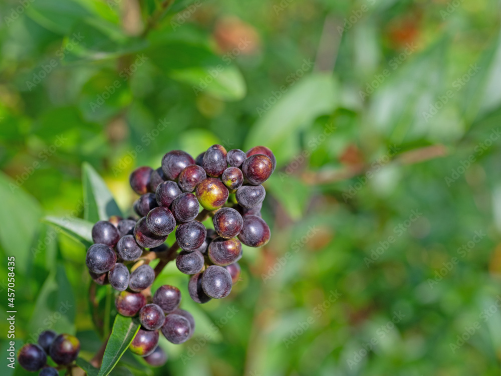 Reife Beeren vom Liguster, Ligustrum vulgare