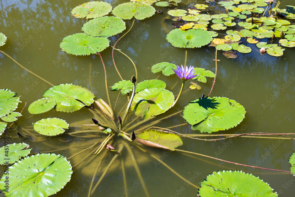 Purple waterlily (nymphaeaceae) in bloom at Sigurtà Garden Park, Valeggio sul Mincio, Veneto, Italy. Purple waterlily (nymphaeaceae) in bloom at Sigurtà Garden Park, Valeggio sul Mincio, Veneto, Italy.