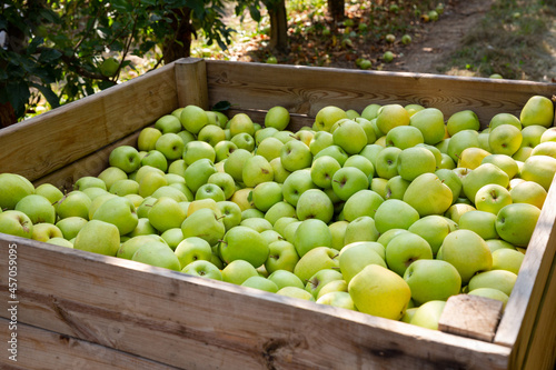 Ripe apples in a wooden crate in the garden. High quality photo