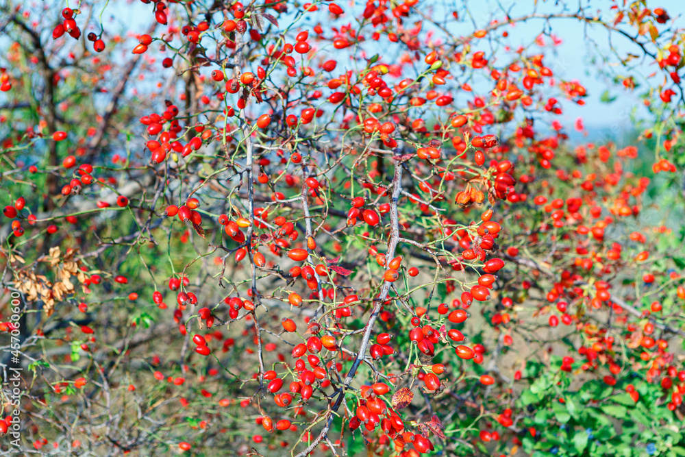 Rose hip berries on the shrubs in the autumn Rose hip berries on the shrubs in the autumn