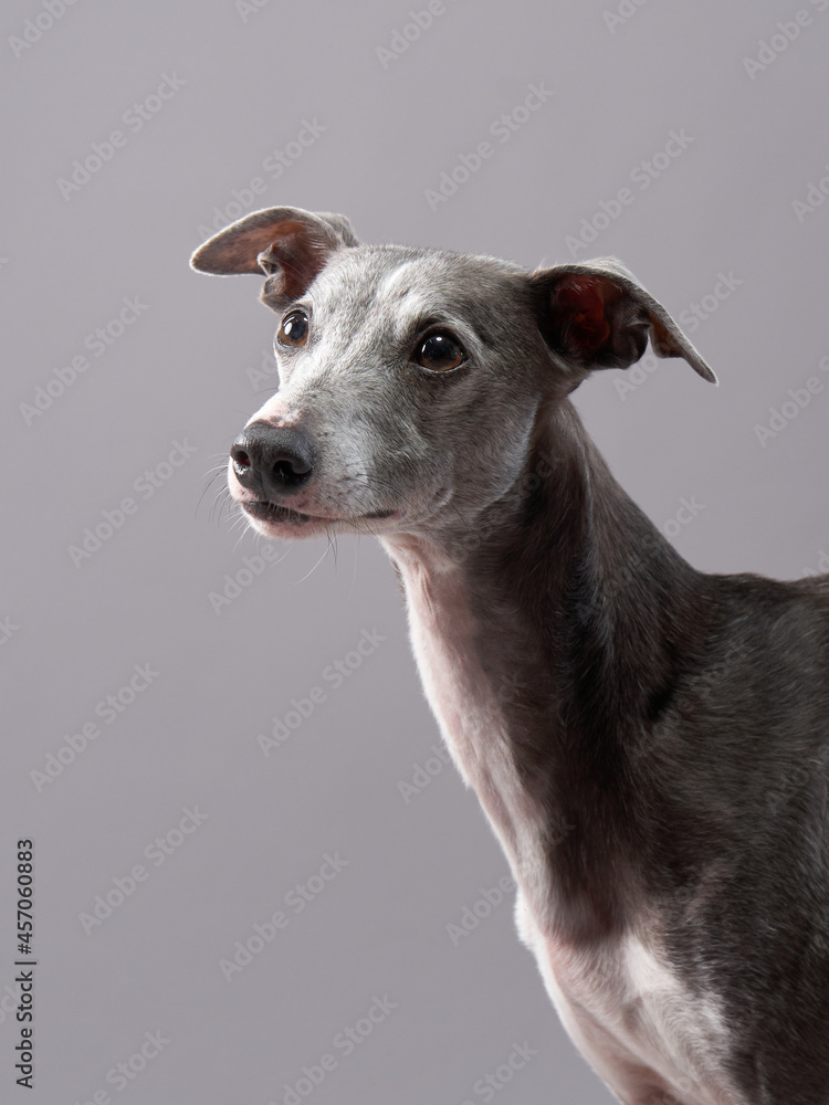 Portrait of a dog on a gray background. handsome whippet in a photo studio