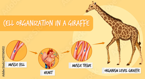 Diagram showing cell organization in a giraffe