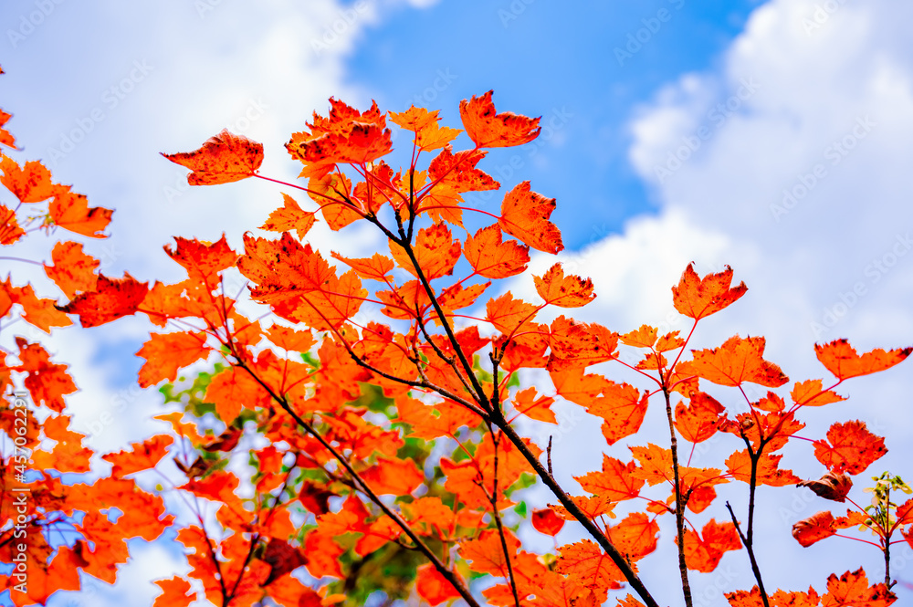 Autumn leaves in hokkaido sounkyo kurodake Autumn leaves in hokkaido sounkyo kurodake