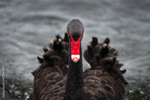 Fototapeta Naklejka Na Ścianę i Meble -  Symmetrical image of an elegant black swan with water drops on its head