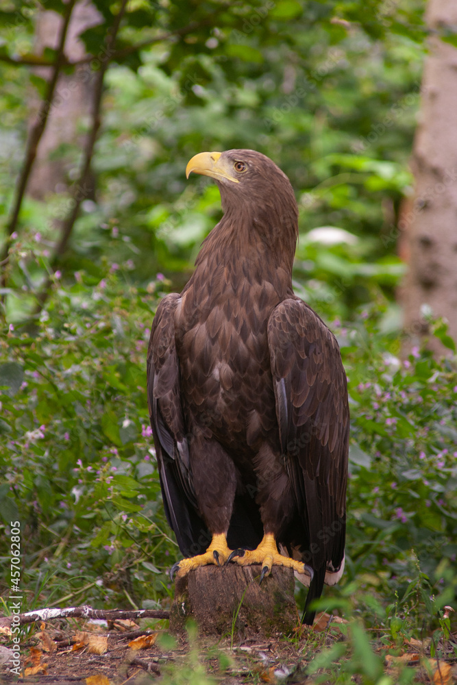Eagle graves in the park in the nature Eagle graves in the park in the nature